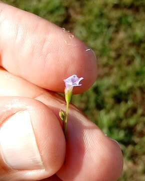 Imagem de Torenia crustacea (L.) Cham. & Schltdl.