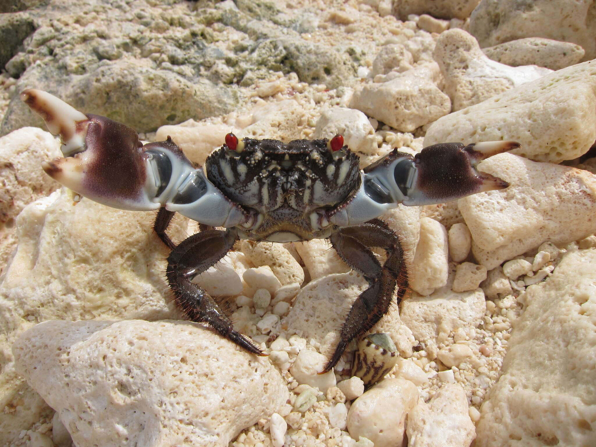 Image of smooth redeye crab