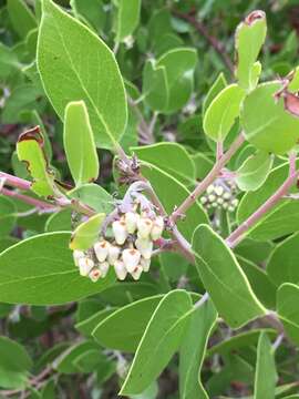 Sivun Arctostaphylos manzanita subsp. laevigata (Eastw.) Munz kuva