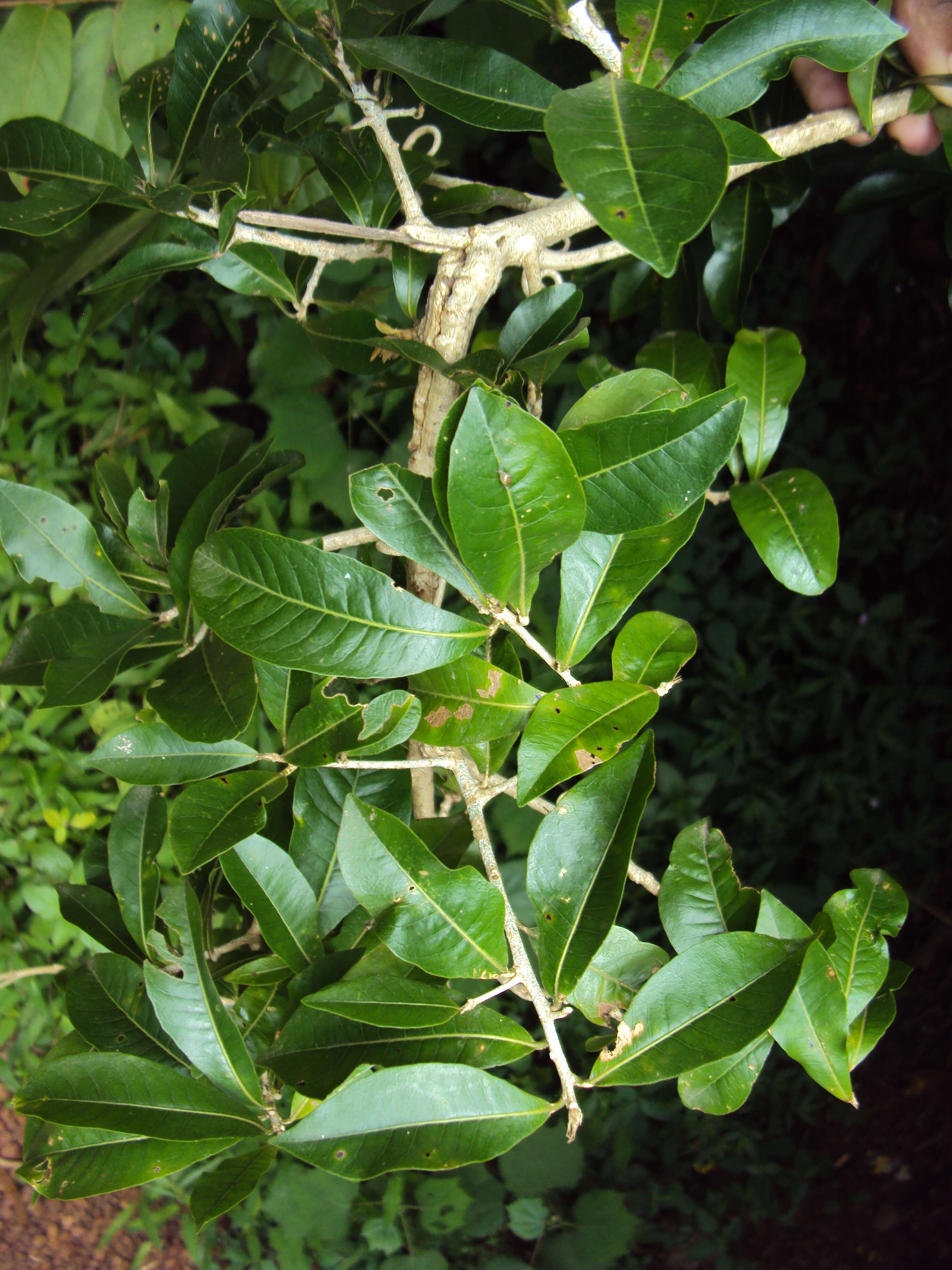 Слика од Hugonia mystax L.