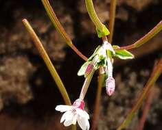 Image de Epilobium hohuanense S. S. Ying