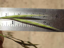 Image of coast range brome