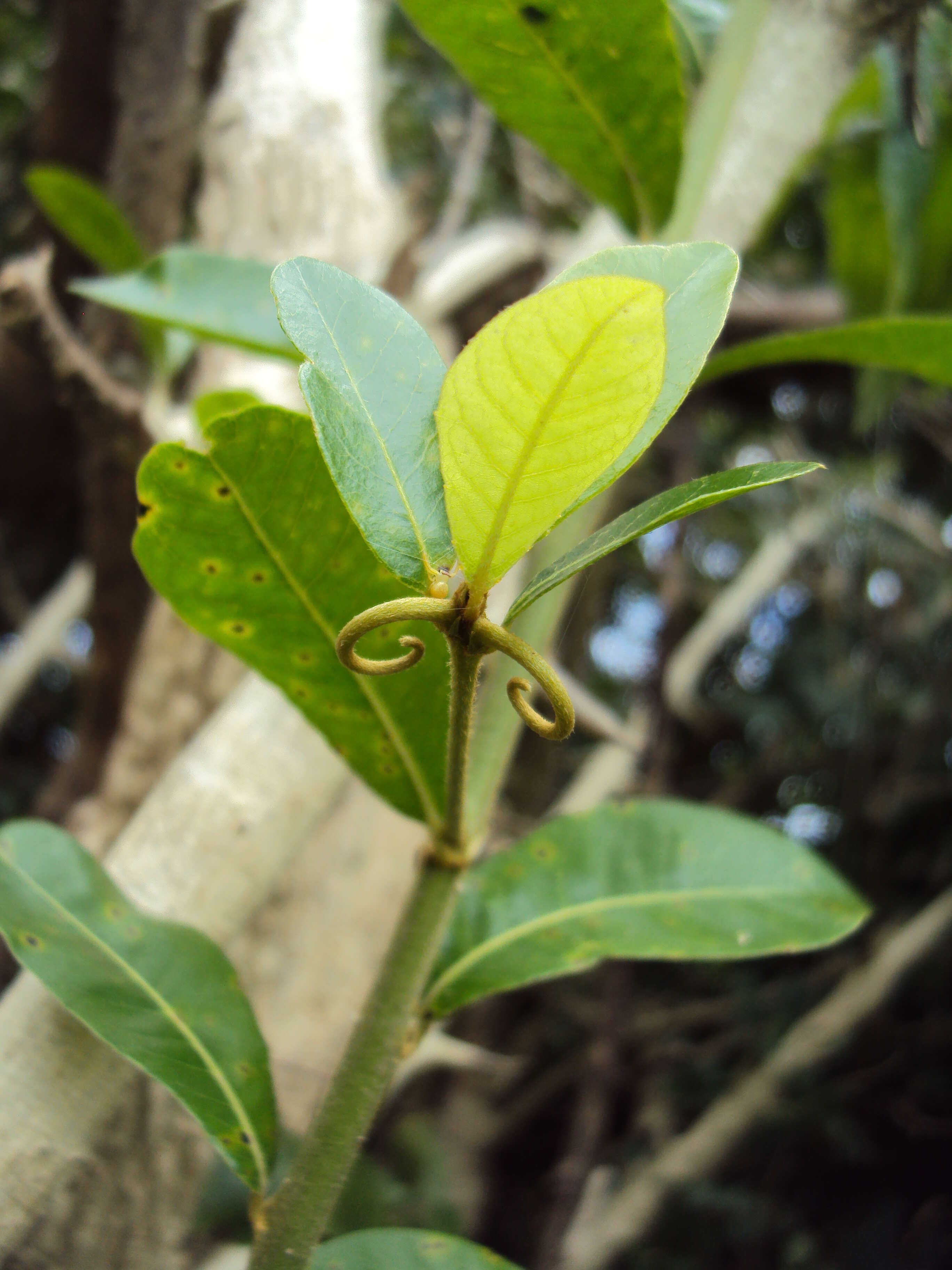 Слика од Hugonia mystax L.