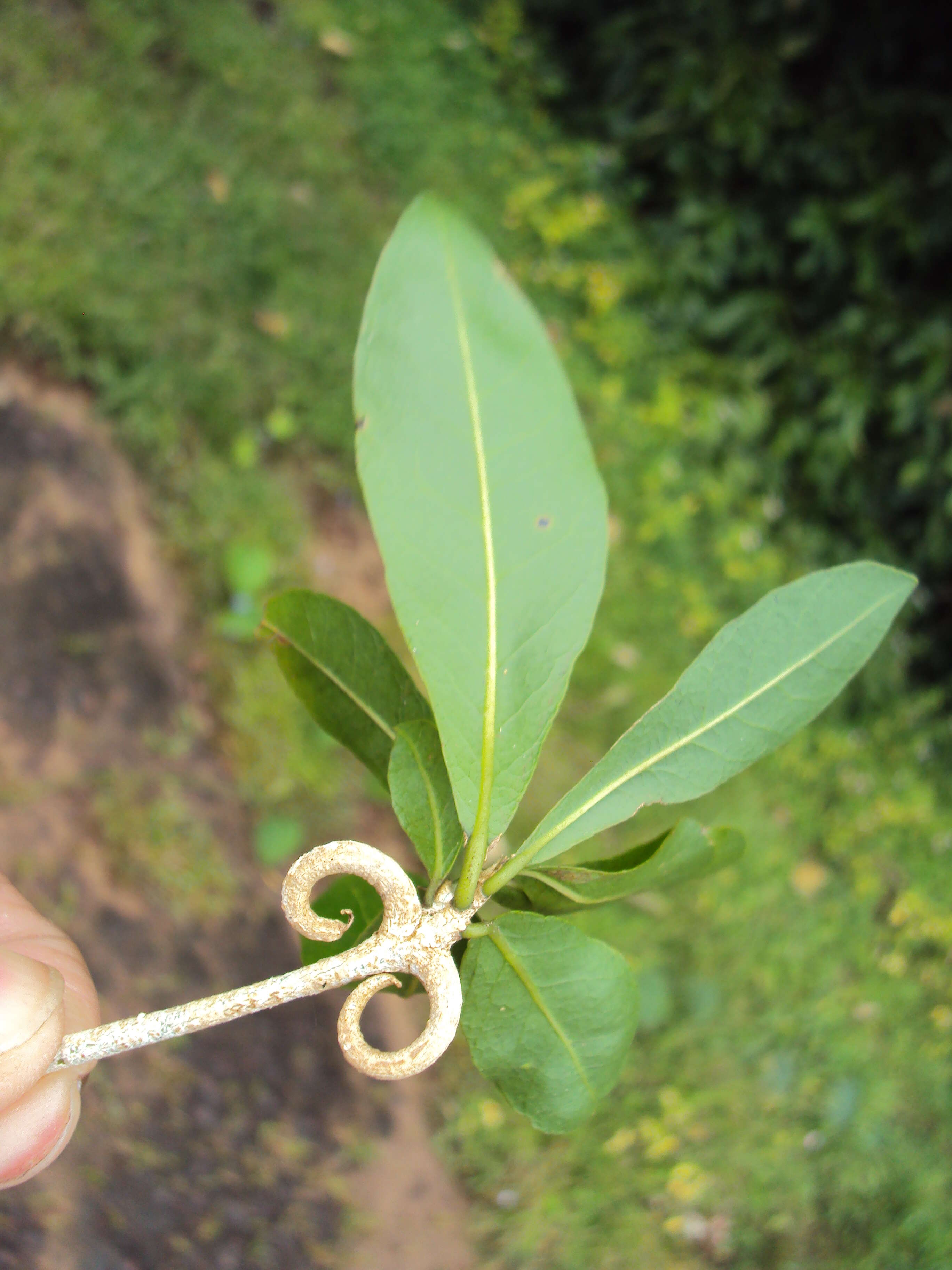 Слика од Hugonia mystax L.
