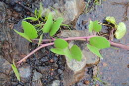 Ipomoea pes-caprae (L.) R. Brown resmi