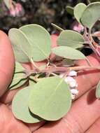 Image of hoary manzanita