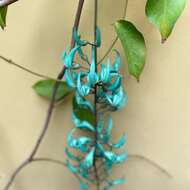 Image of Jade Vine