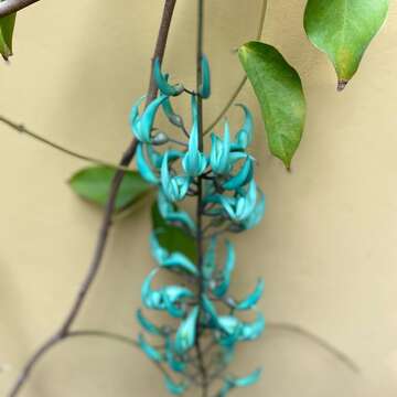 Image of Jade Vine