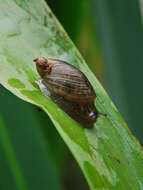 Image of pfeifers amber snail