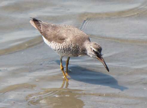 Image of Gray-tailed Tattler