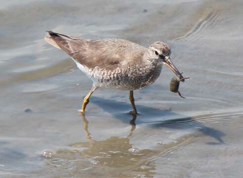 Image of Gray-tailed Tattler