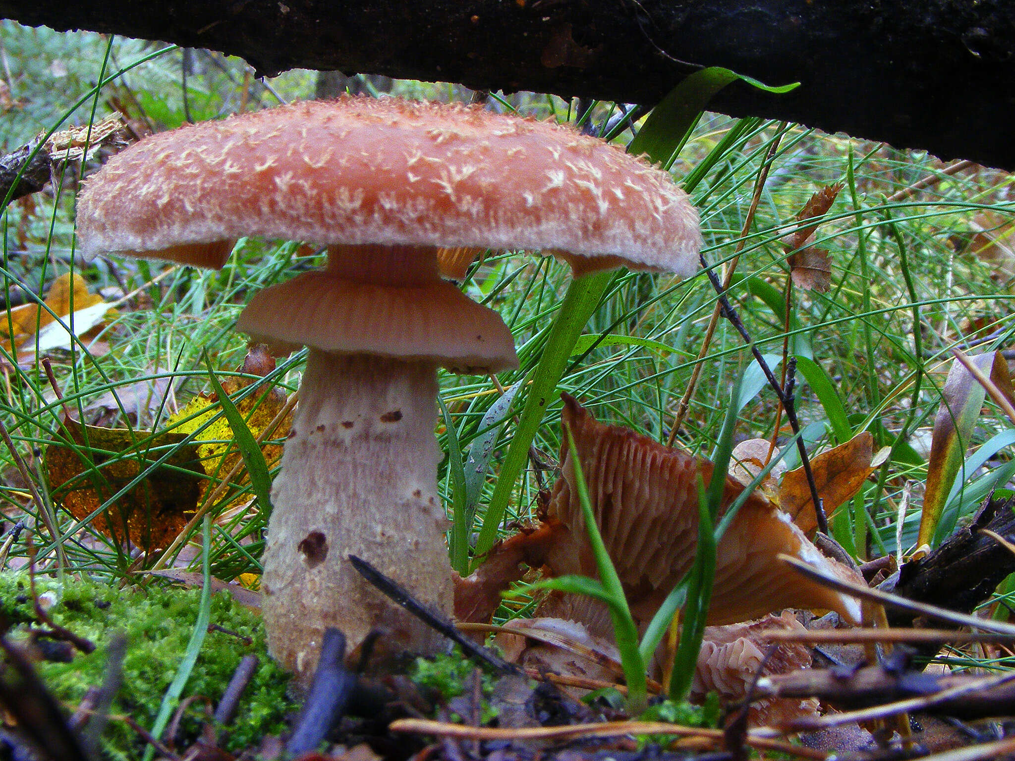 Image of Armillaria ostoyae (Romagn.) Herink 1973