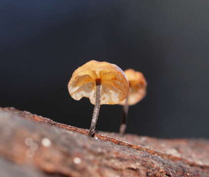 Image of Marasmius alveolaris Cleland 1927