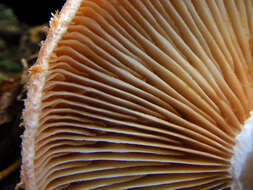 Image of Armillaria ostoyae (Romagn.) Herink 1973