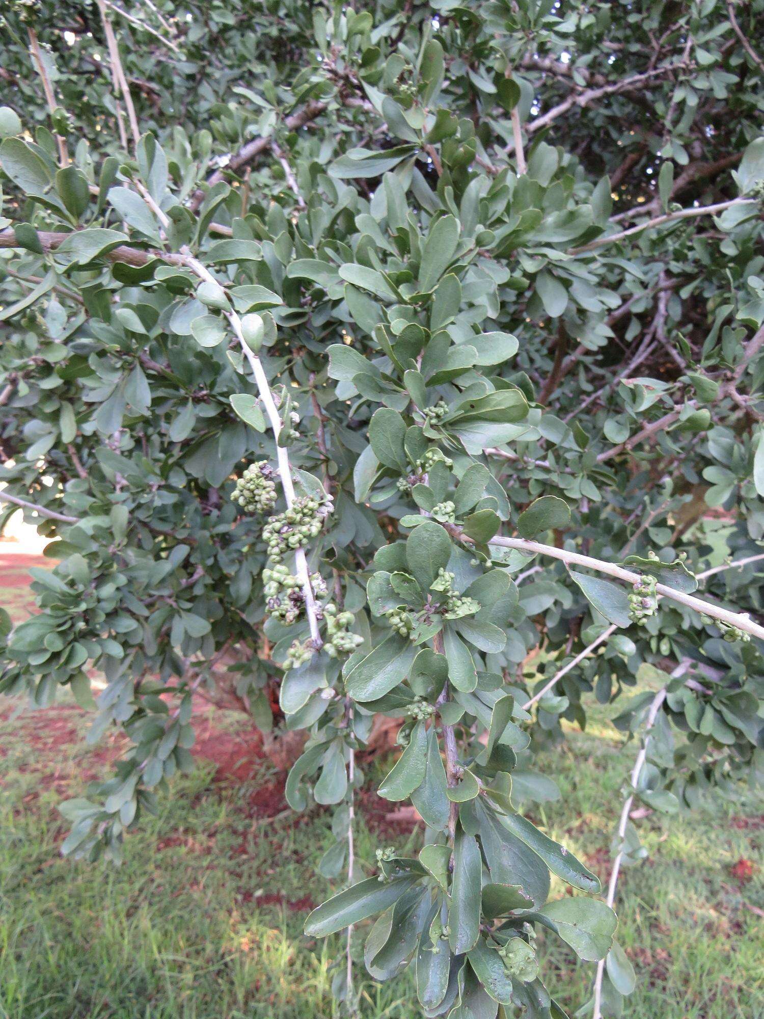 Image of Ehretia rigida subsp. nervifolia Retief & A. E. van Wyk