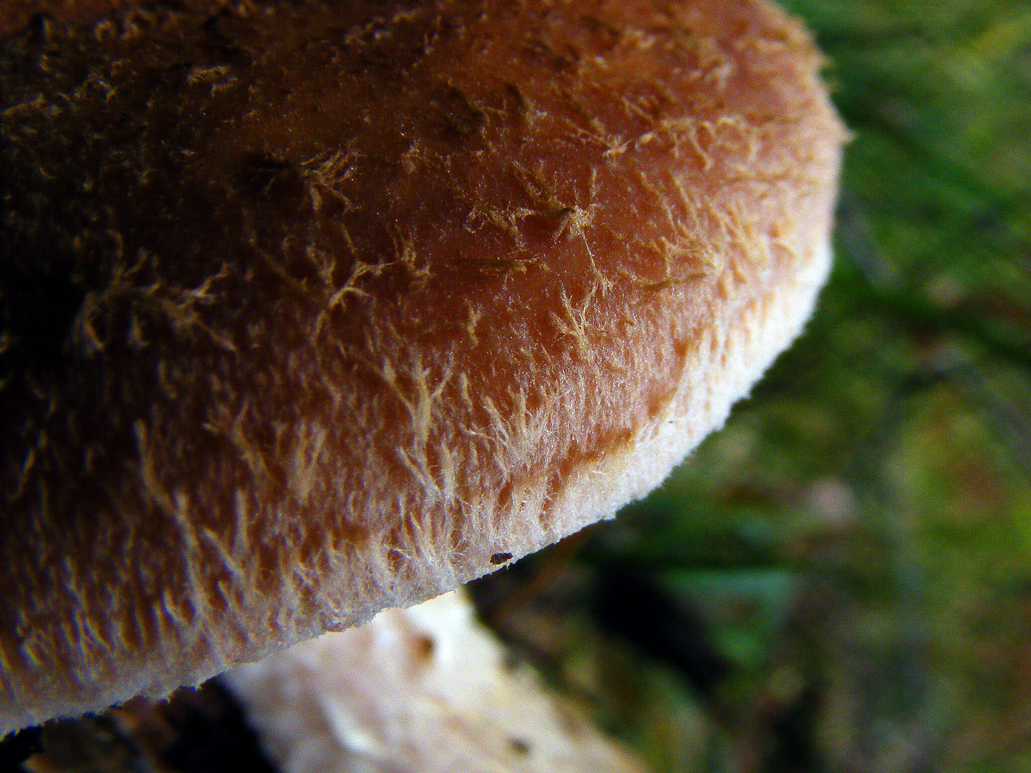 Image of Armillaria ostoyae (Romagn.) Herink 1973