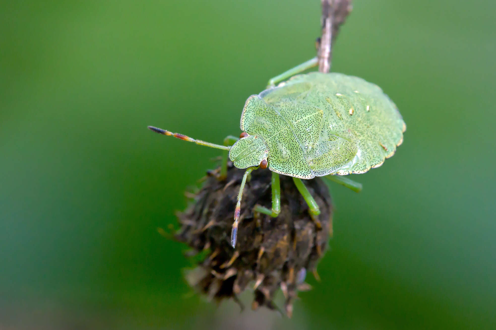 Image of Green shield bug