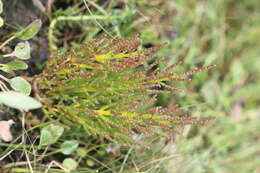 Image of glasswort