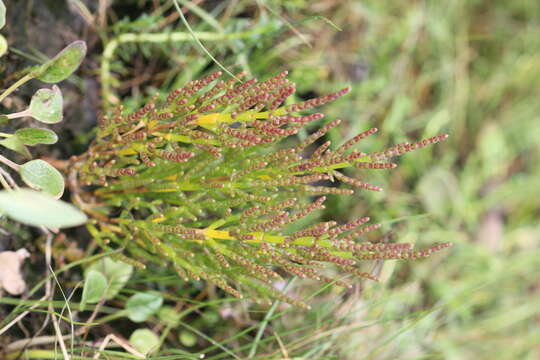 Image of glasswort