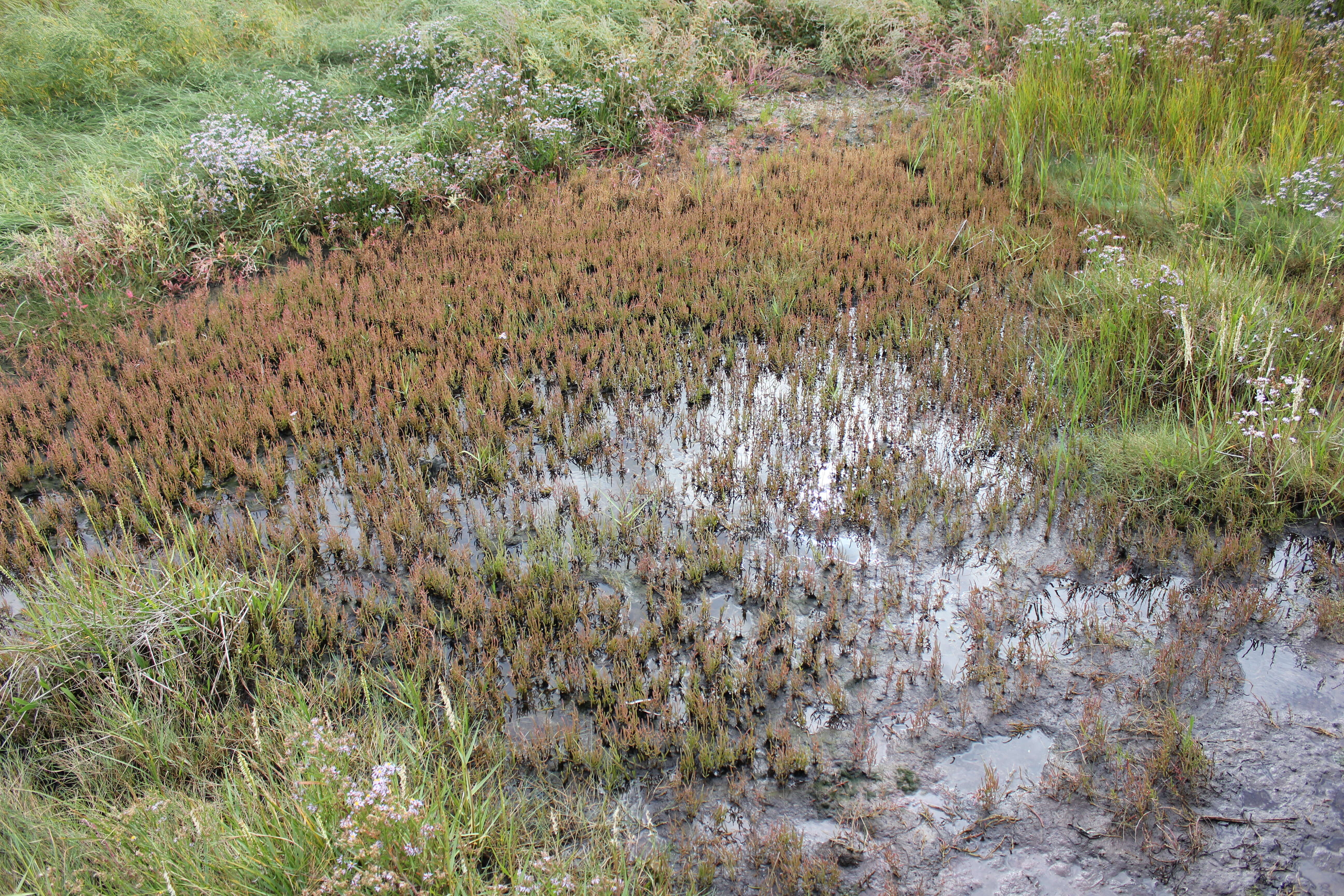 Image of glasswort