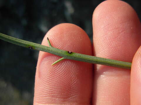 Image of Plantago maritima subsp. serpentina (All.) Arcangeli