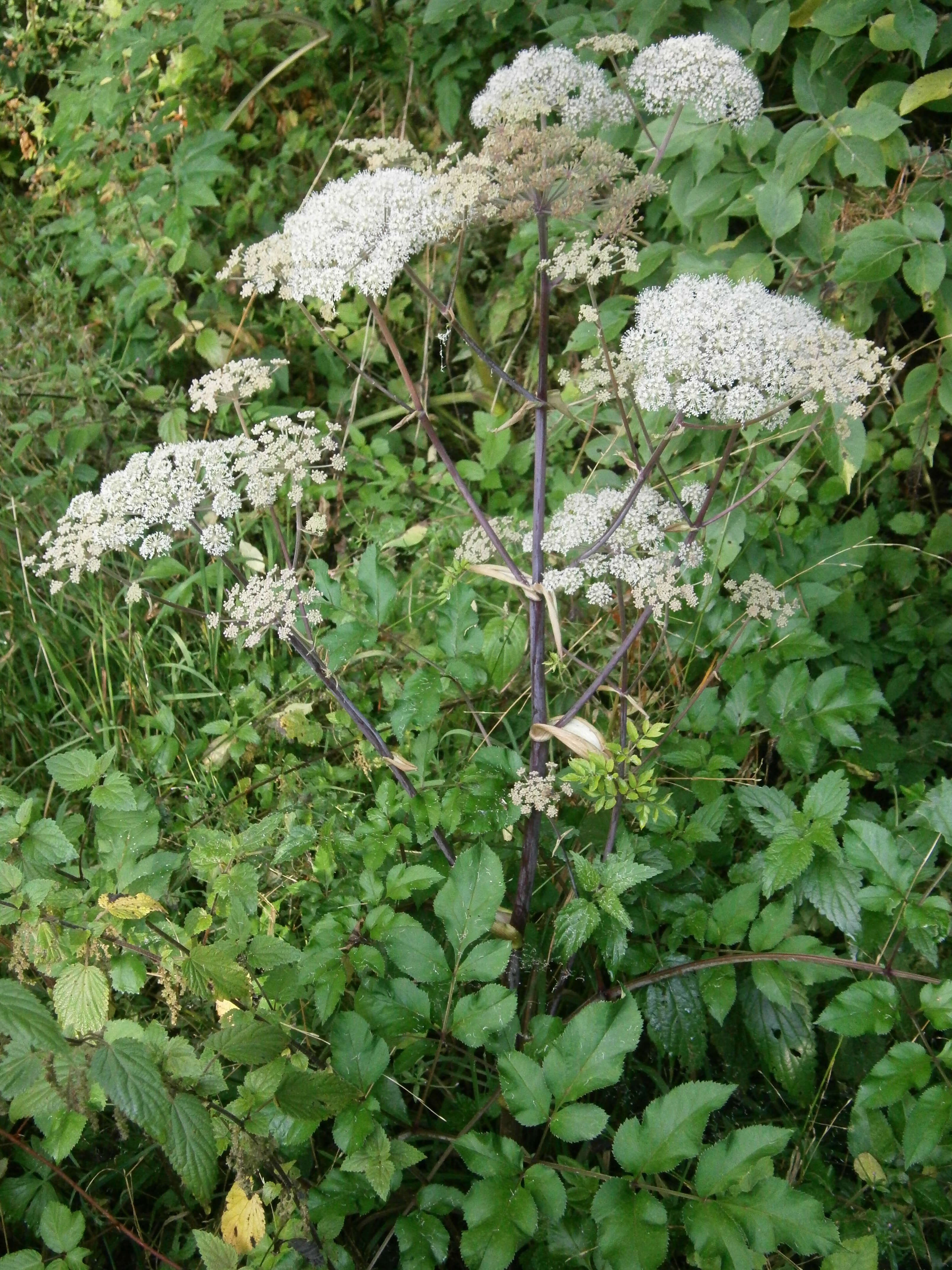 Image of wild angelica