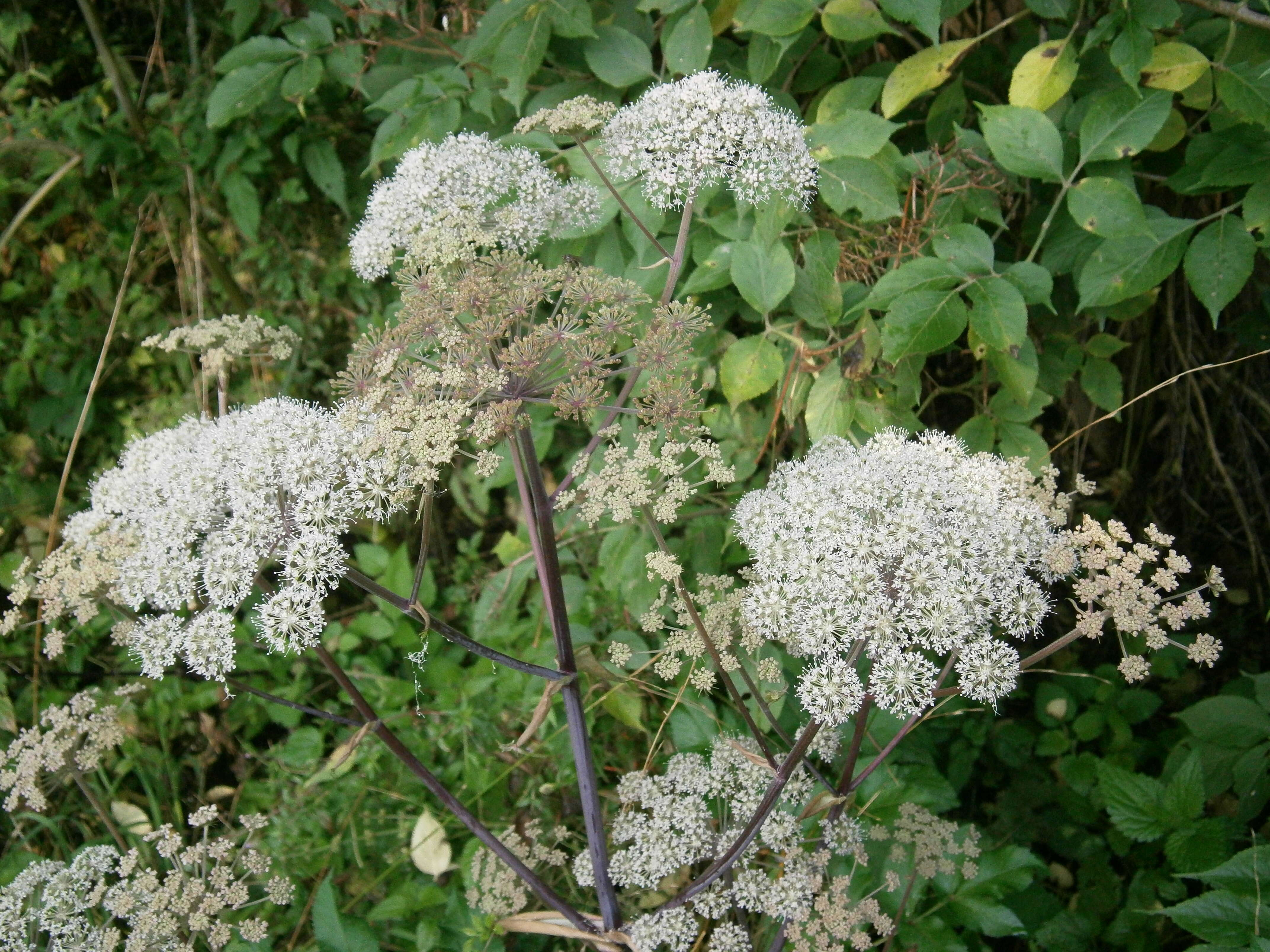 Image of wild angelica