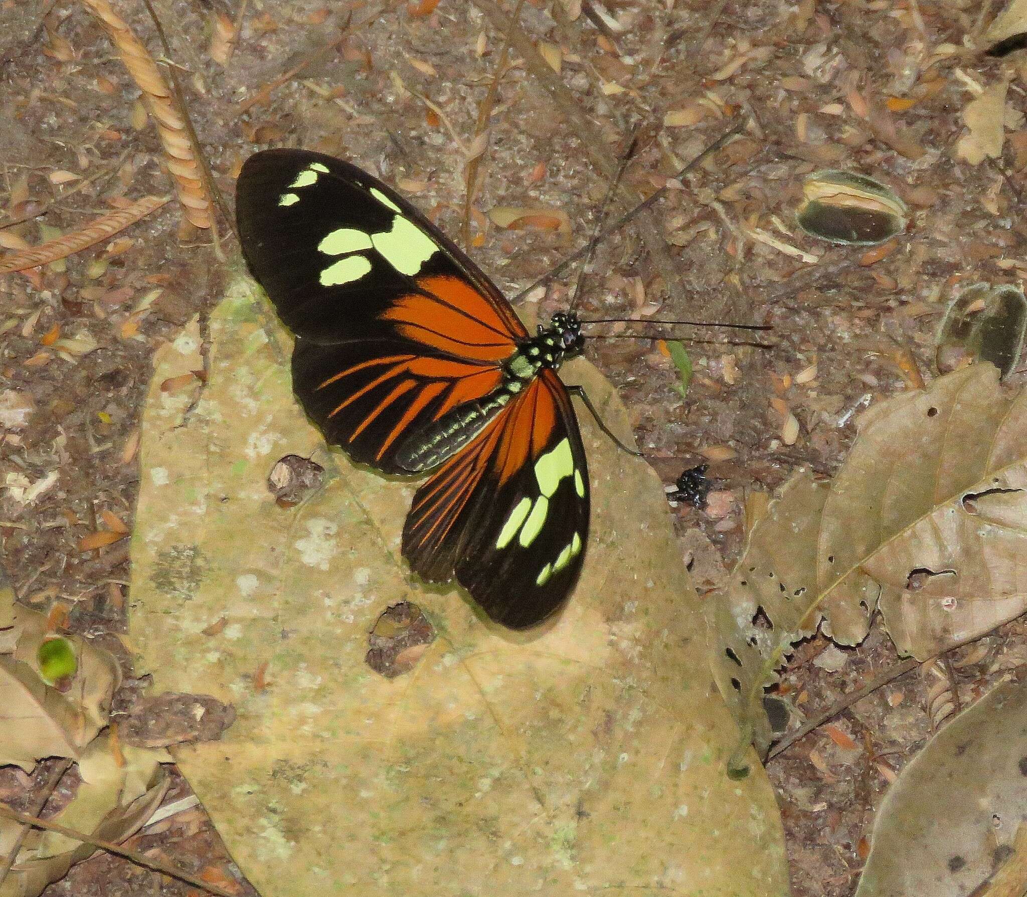 Image of Heliconius burneyi Hübner 1816