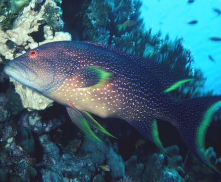 Image of Common Lyre-tail Cod