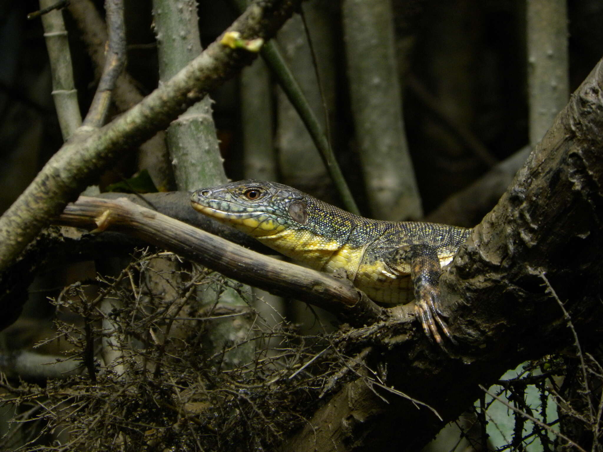 Слика од Crocodilurus amazonicus (Spix 1825)