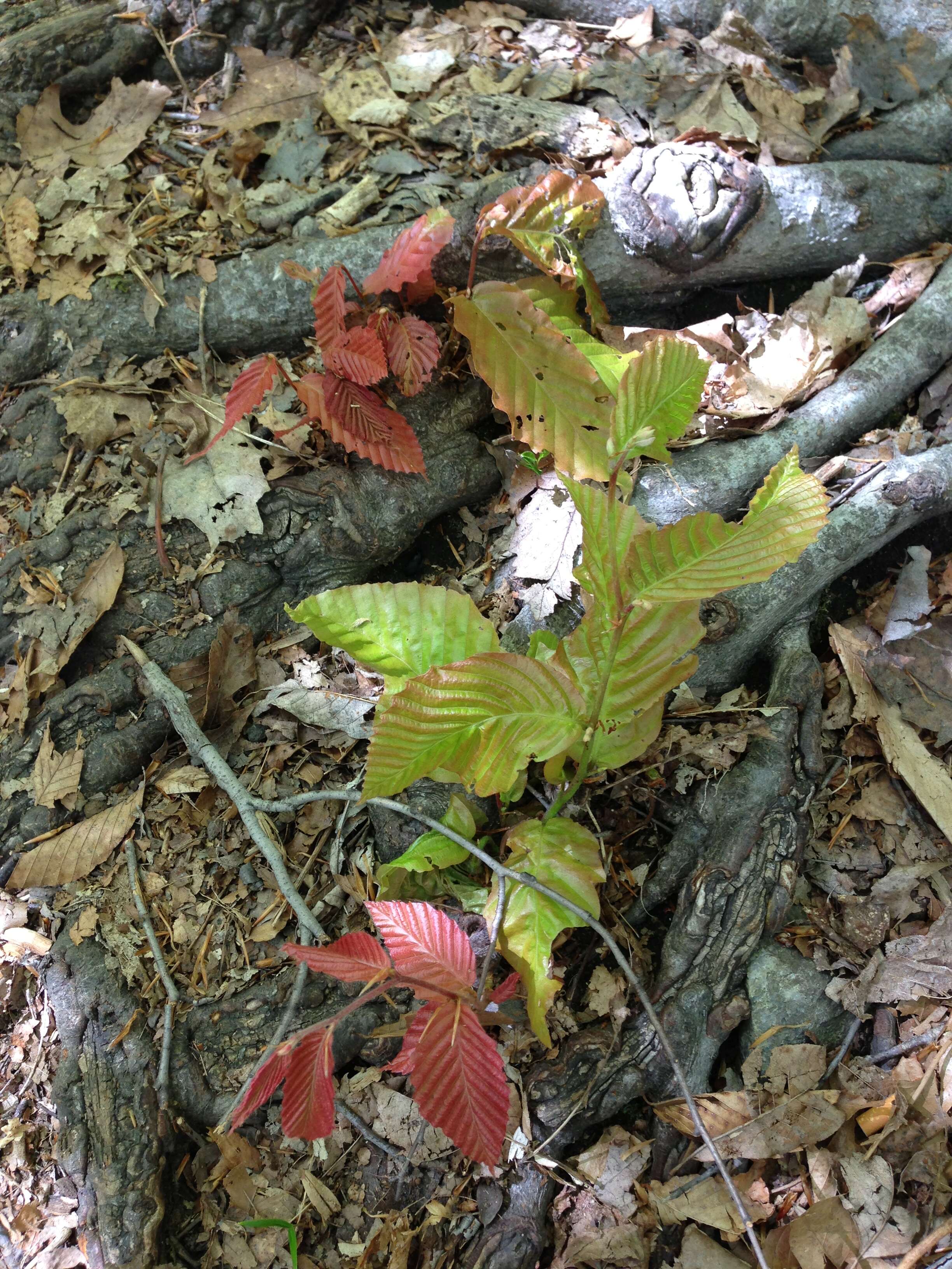 Image de Hêtre à grandes feuilles