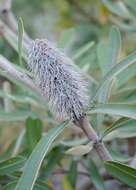 Imagem de Banksia integrifolia L. fil.