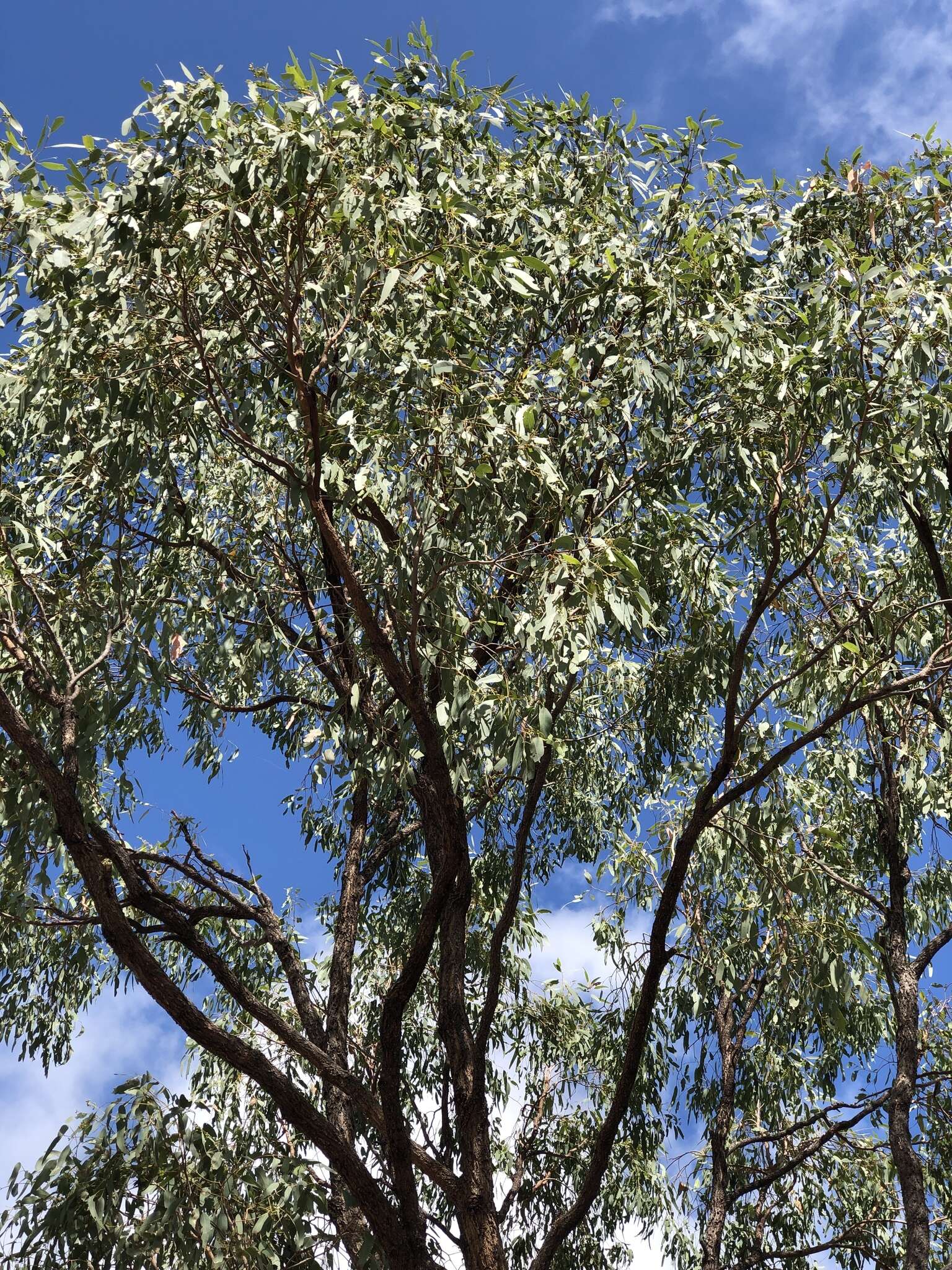 Sivun Eucalyptus drepanophylla F. Müll. ex Benth. kuva