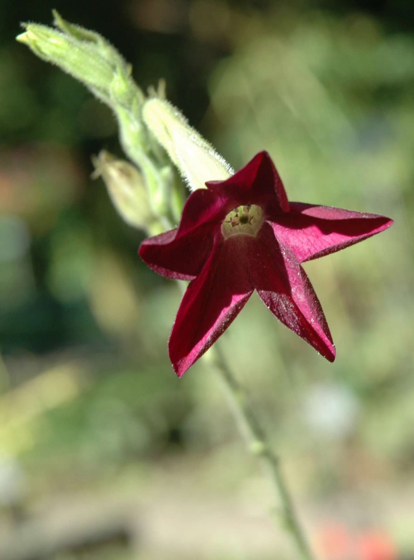 Image of Nicotiana sanderae