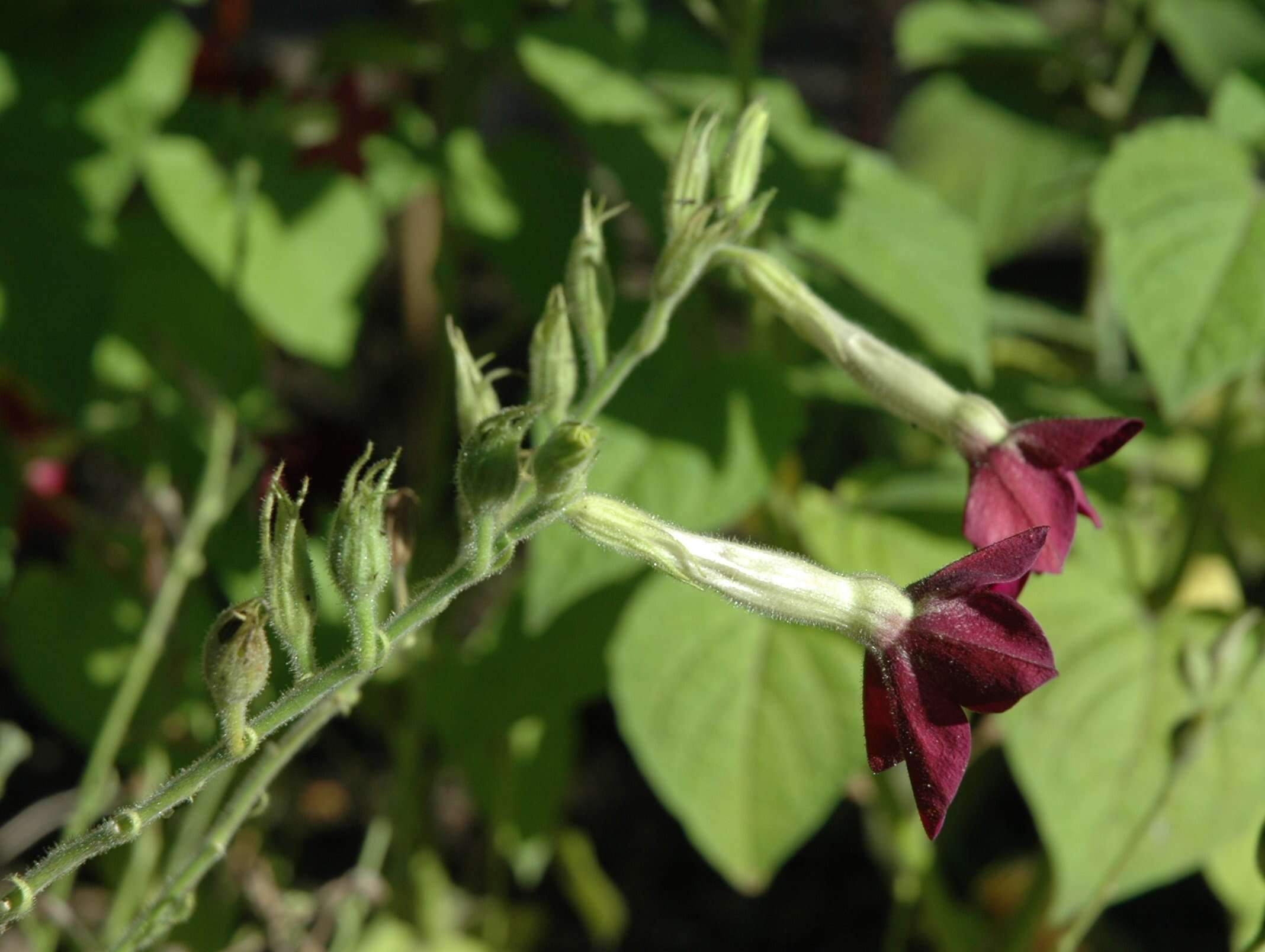 Image of Nicotiana sanderae