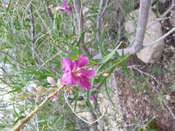 Image of desert willow