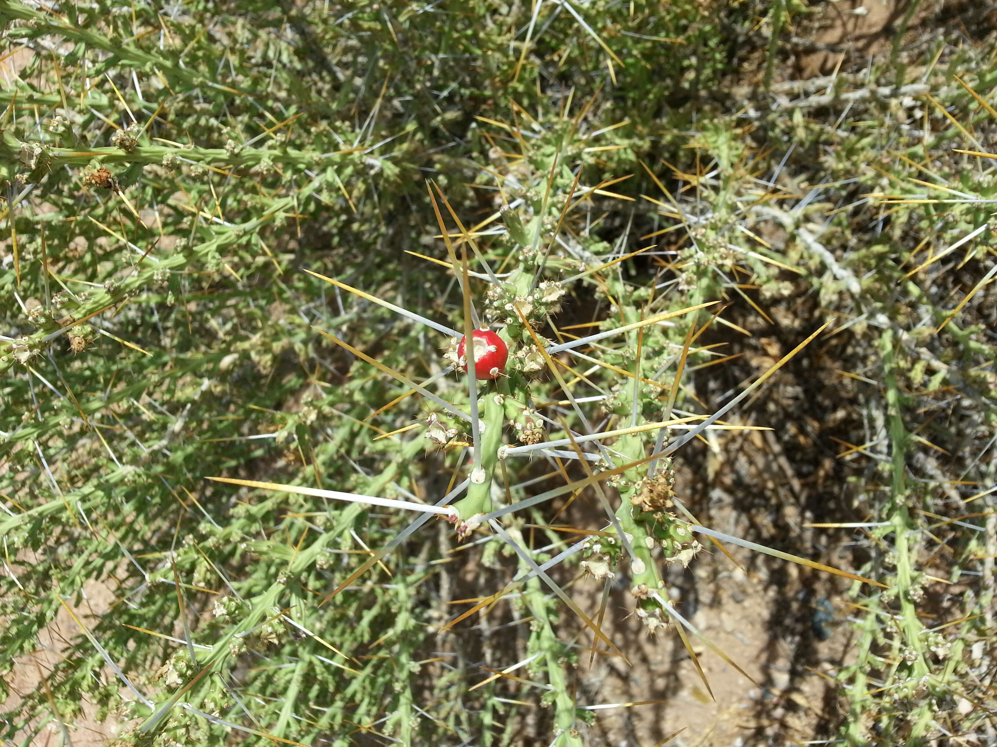 Image de Cylindropuntia leptocaulis (DC.) F. M. Knuth