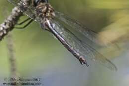 Image of Fine-lined Emerald