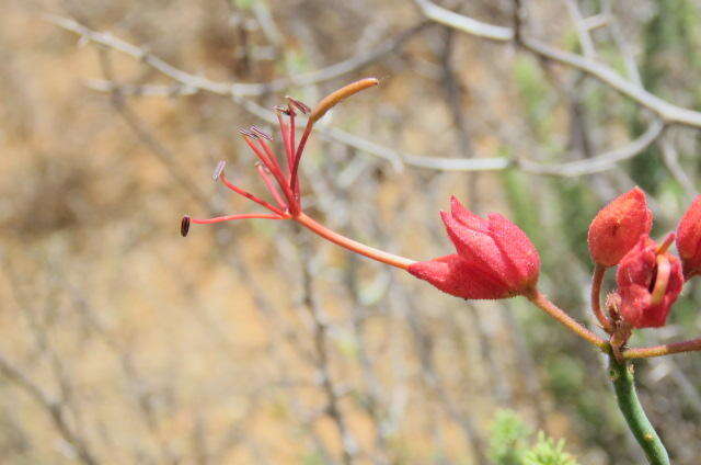 Imagem de Cadaba aphylla (Thunb.) Wild