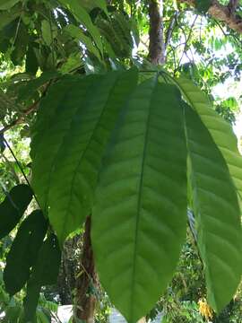 Sivun Dysoxylum pettigrewianum F. M. Bailey kuva