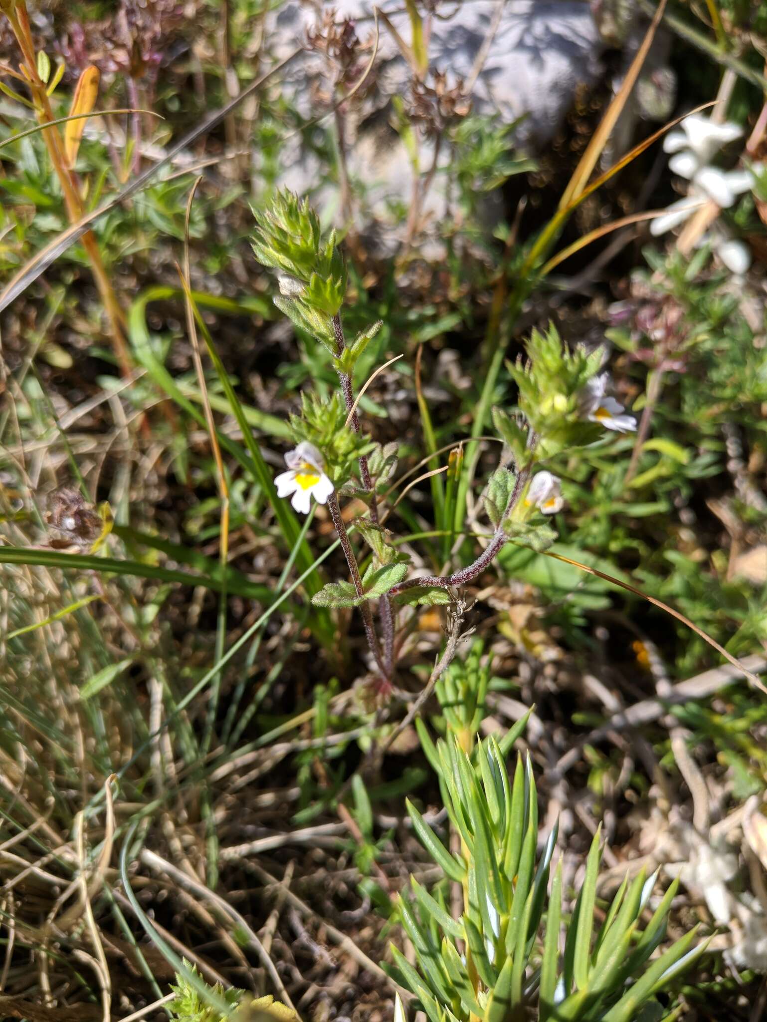 Image of Euphrasia pectinata Ten.