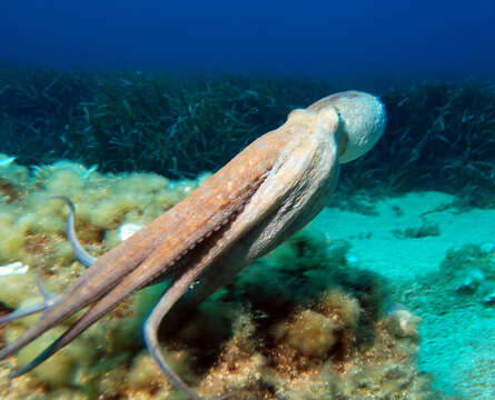 Image of Common octopus