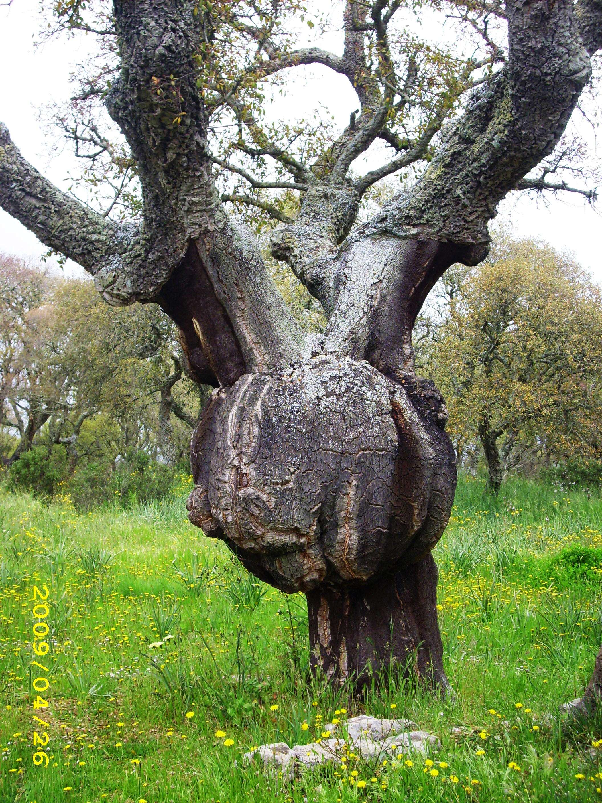 Image of Cork Oak