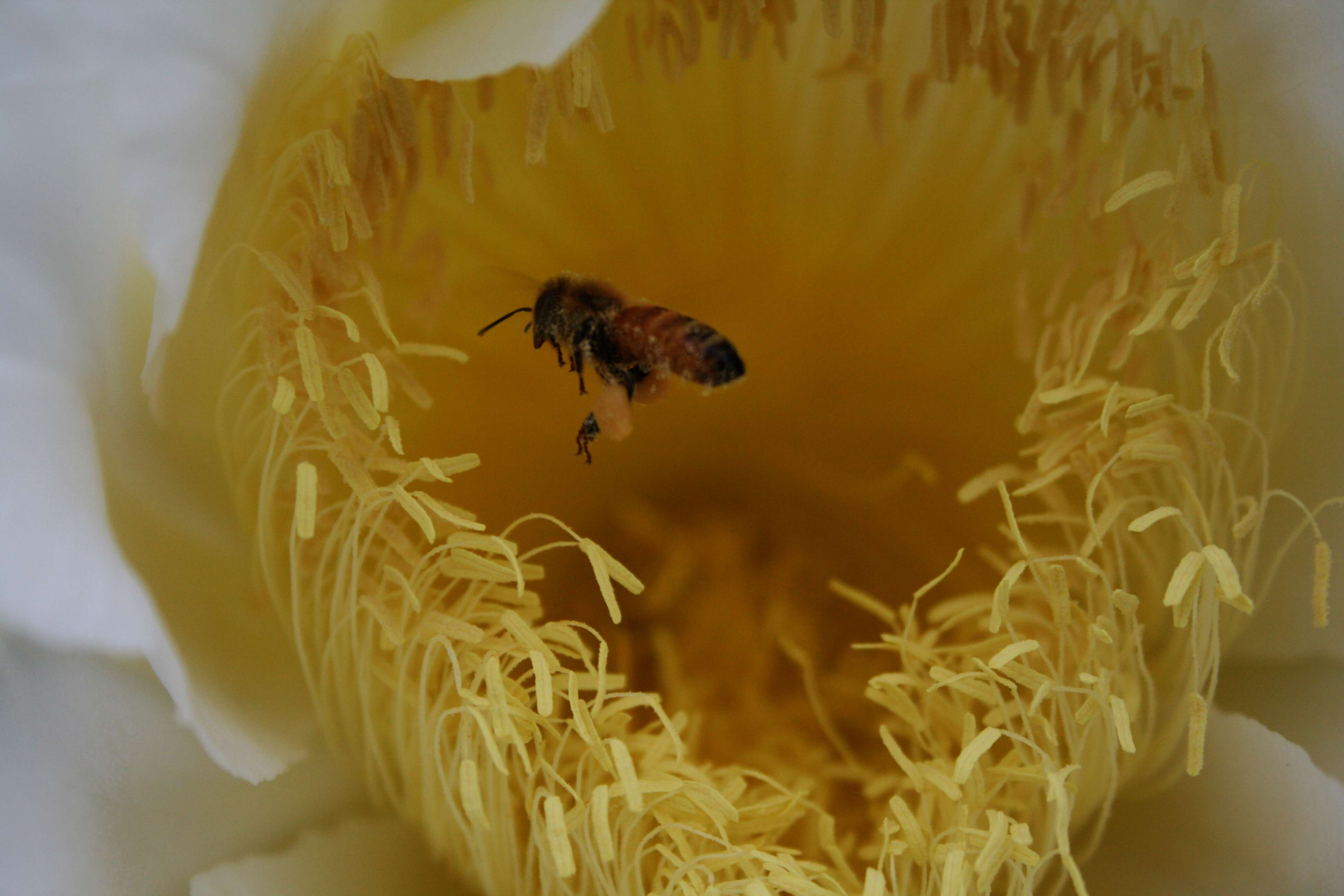 Image of Selenicereus undatus (Haw.) D. R. Hunt