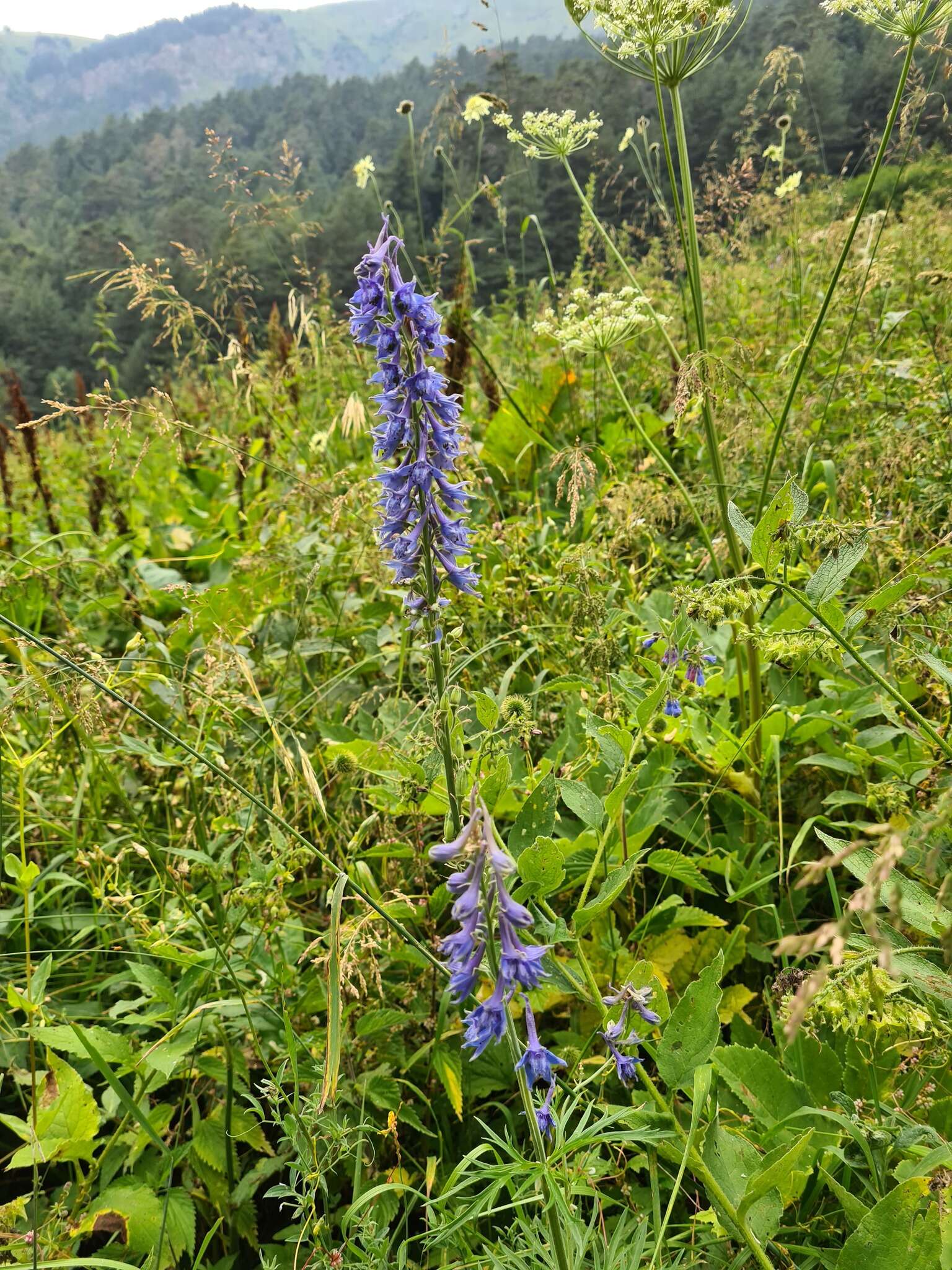 Delphinium schmalhausenii Albov.的圖片