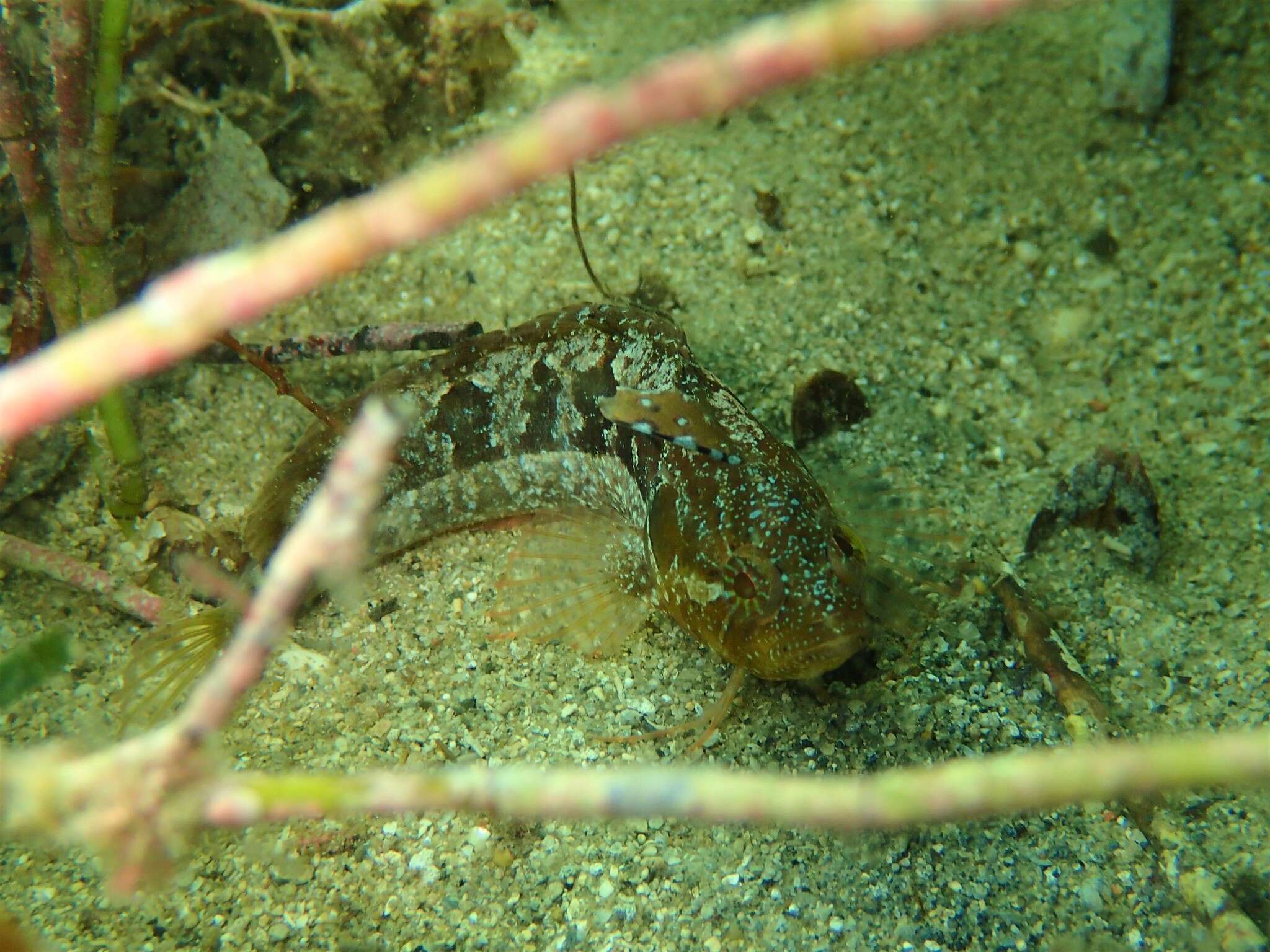 Image of Adelaide weedfish