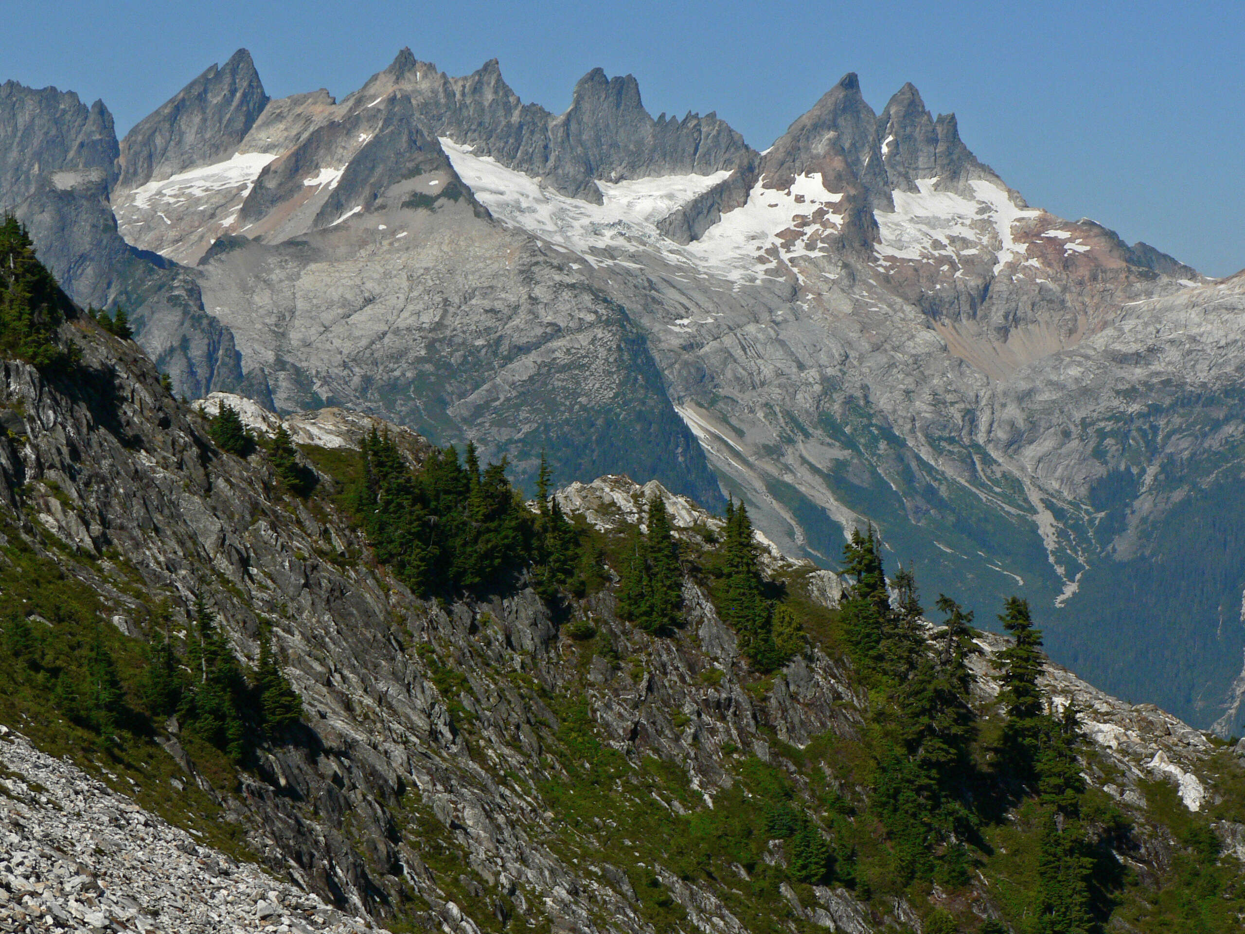 Image of Mountain Hemlock