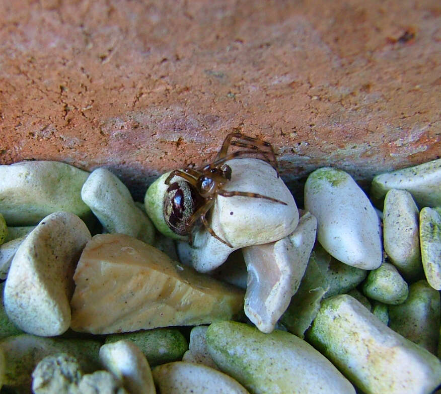 صورة Steatoda nobilis (Thorell 1875)