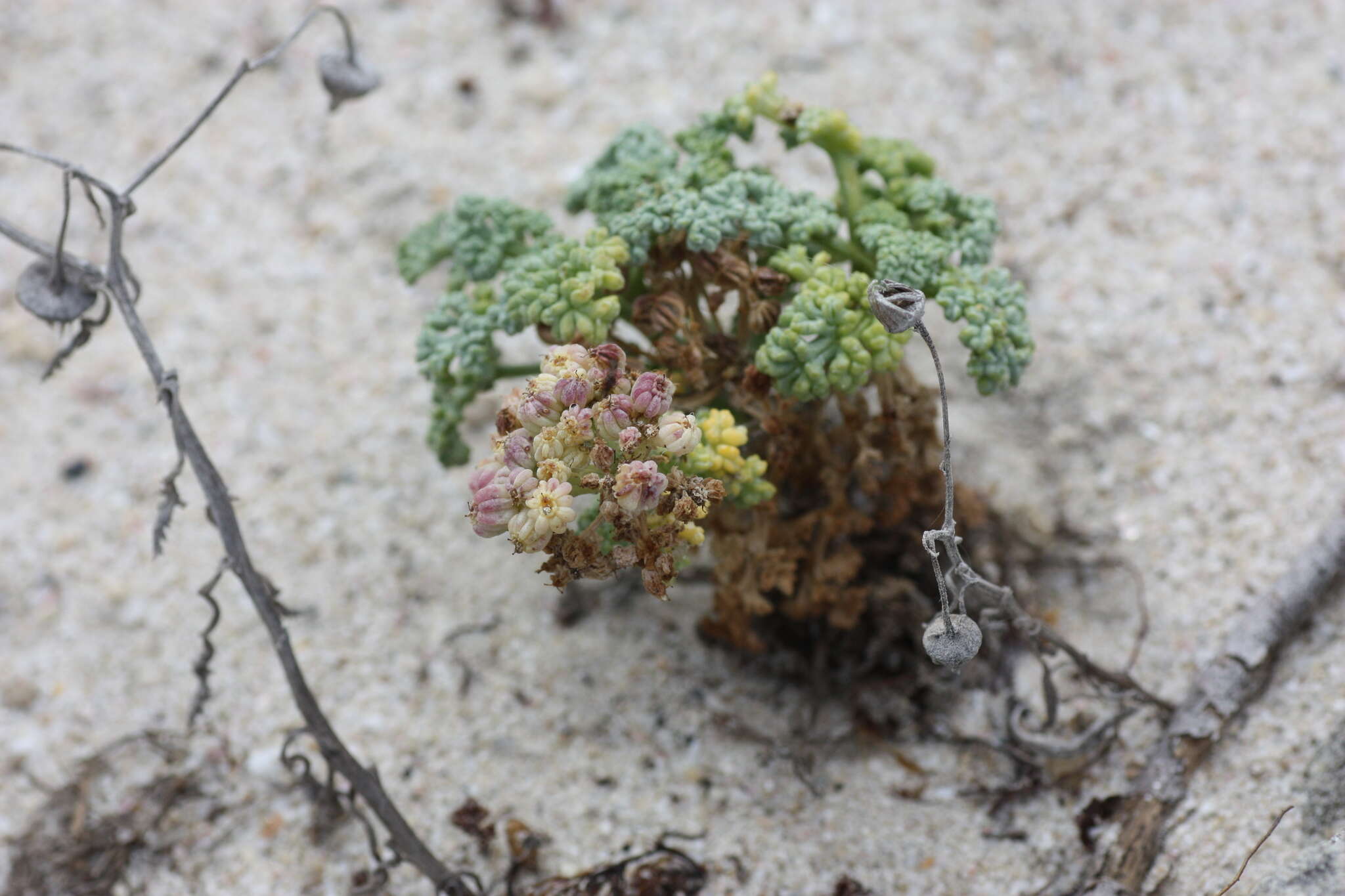 Imagem de Dasispermum suffruticosum (Bergius) B. L. Burtt