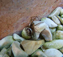 Image of Cobweb weaver